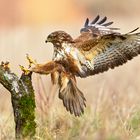 Bussard