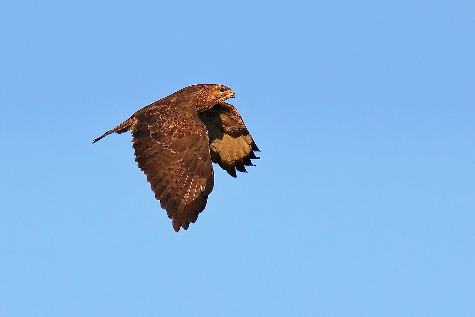 Bussard