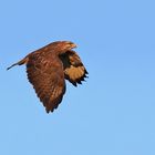 Bussard