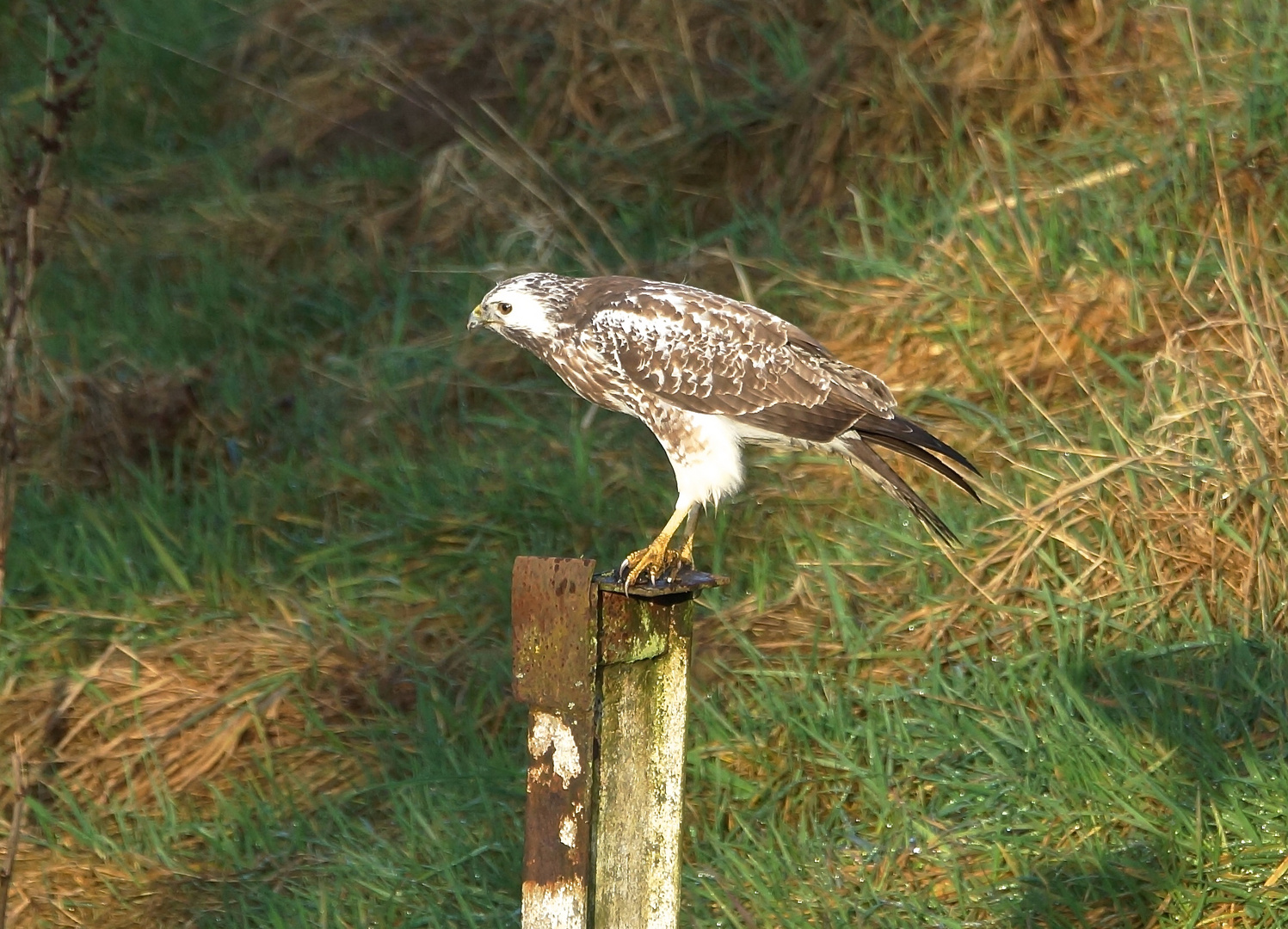 Bussard