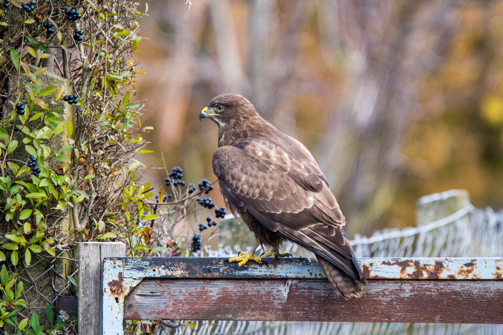 Bussard Foto & Bild fotos, natur, herbst Bilder auf