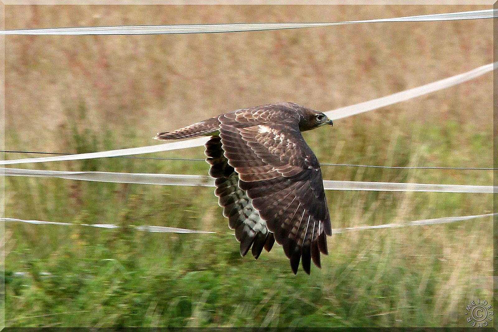 Bussard