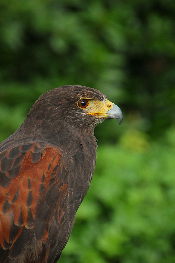 Bussard