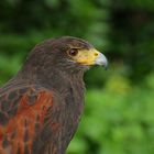 Bussard