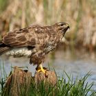 Bussard