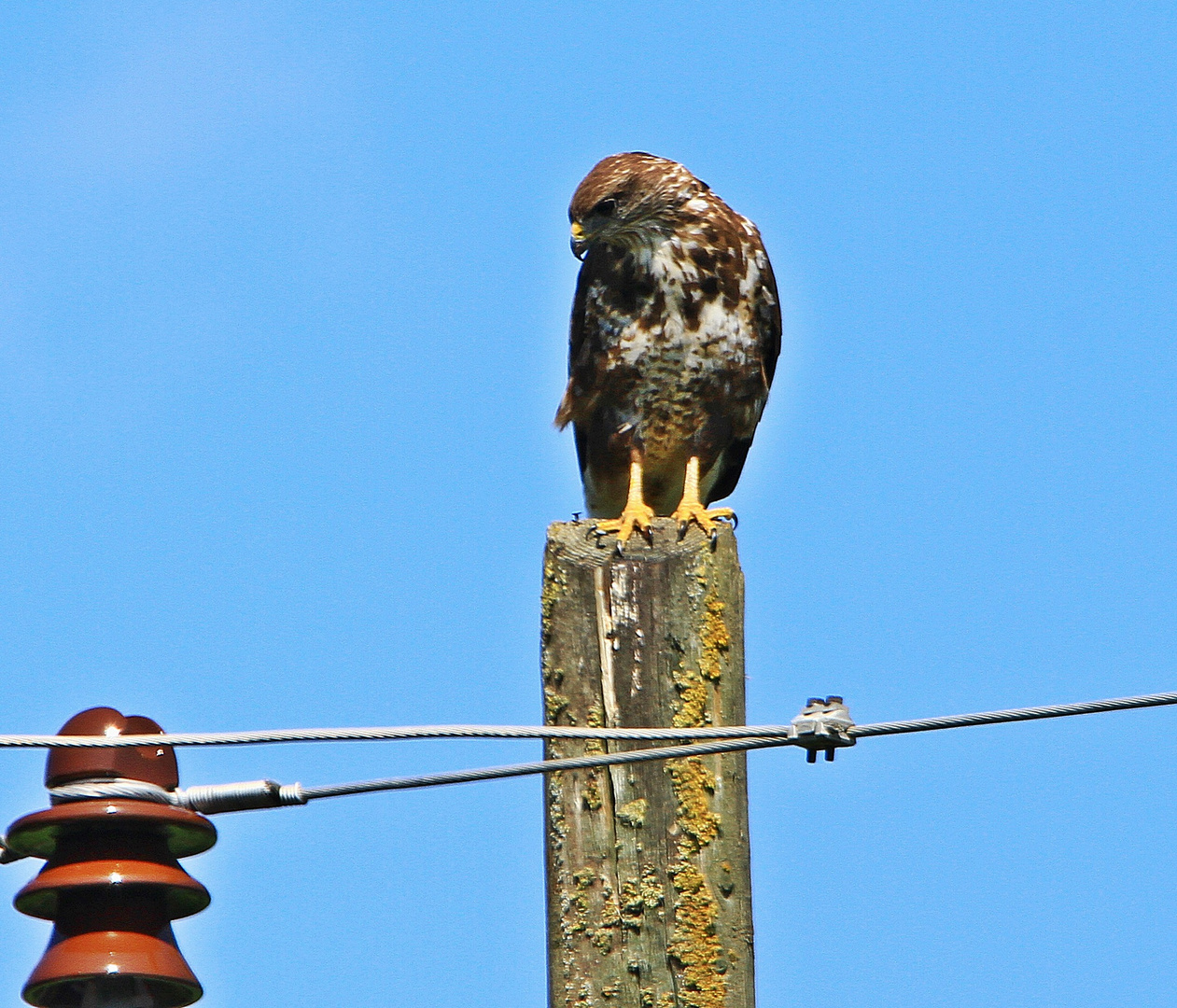 bussard