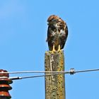 bussard