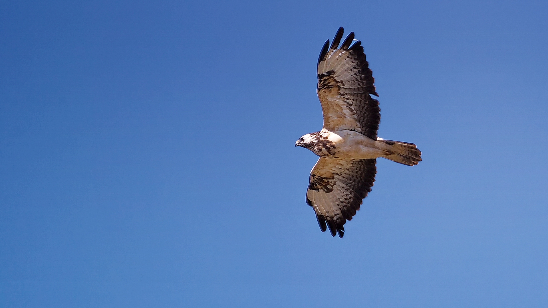 Bussard