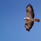 Bussard