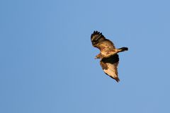 Bussard