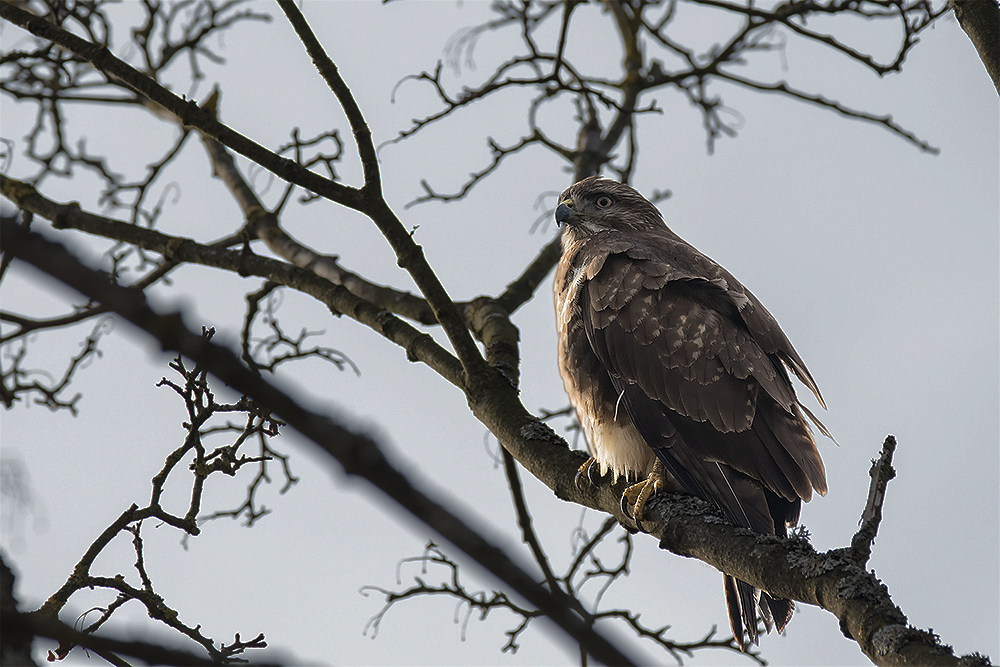 Bussard