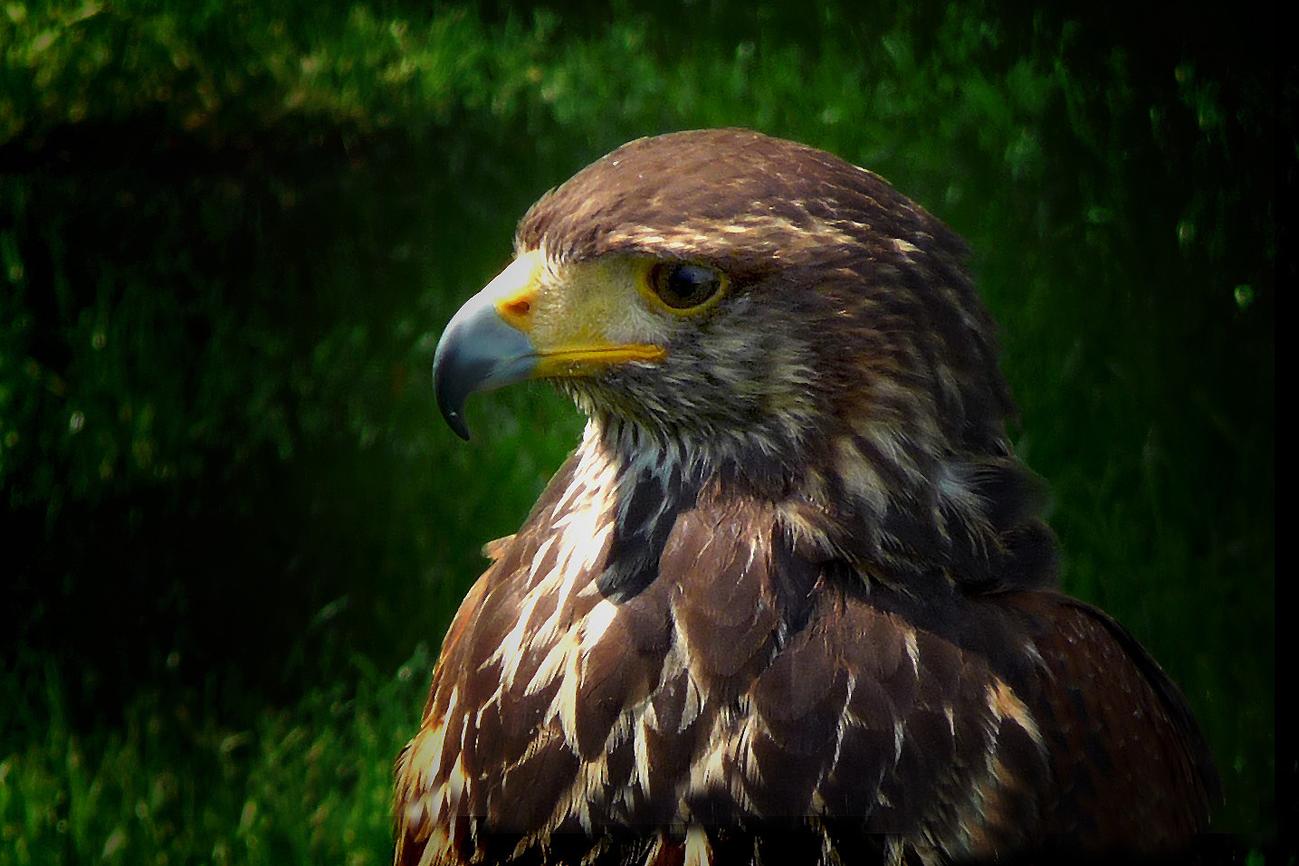 Bussard