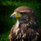 Bussard