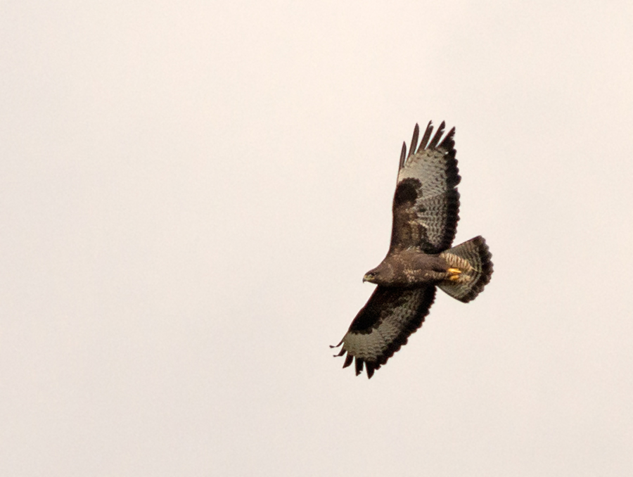 Bussard