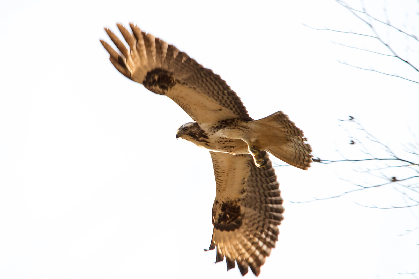 Bussard