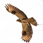 Bussard