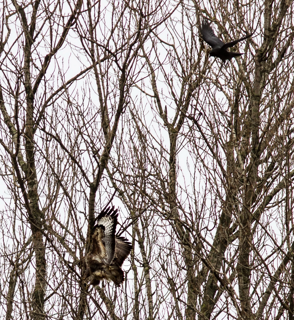 Bussard