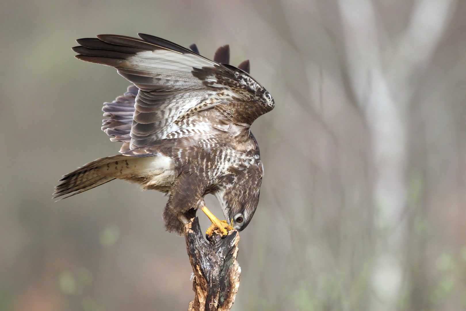 ... BUSSARD ...