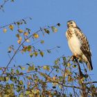 Bussard