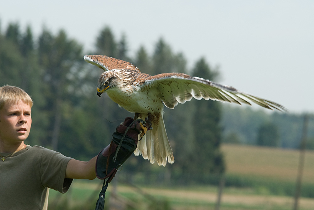 Bussard