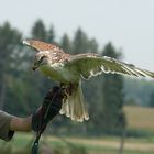 Bussard