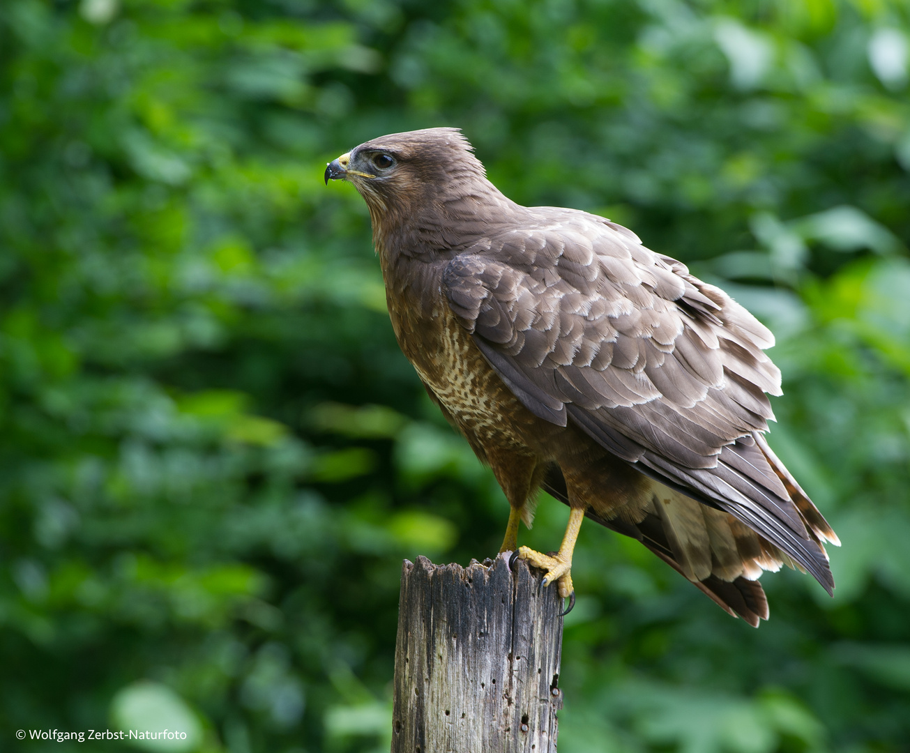 --- Bussard ---