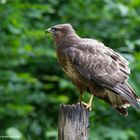 --- Bussard ---