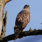 BUSSARD