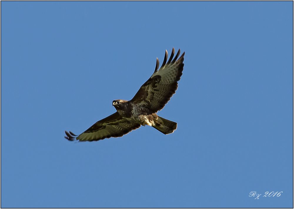 Bussard