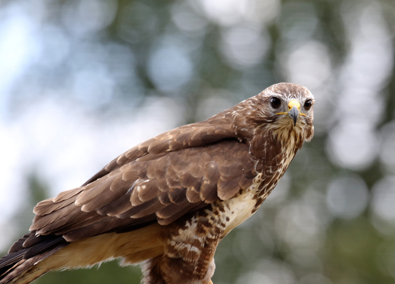 Bussard