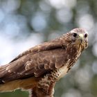 Bussard