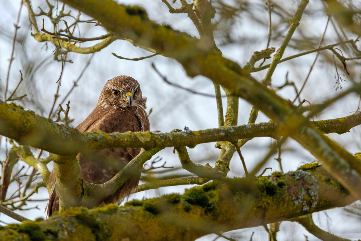 Bussard 