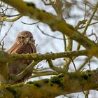 Bussard 