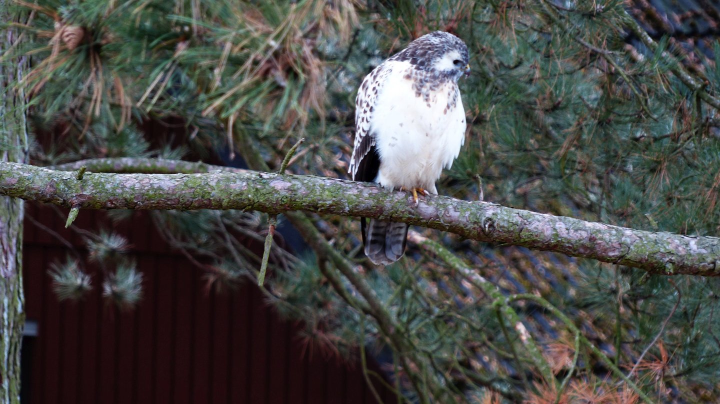 Bussard