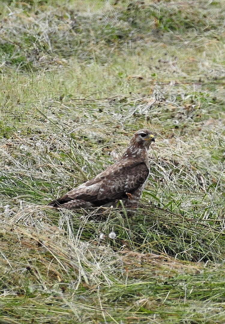 Bussard