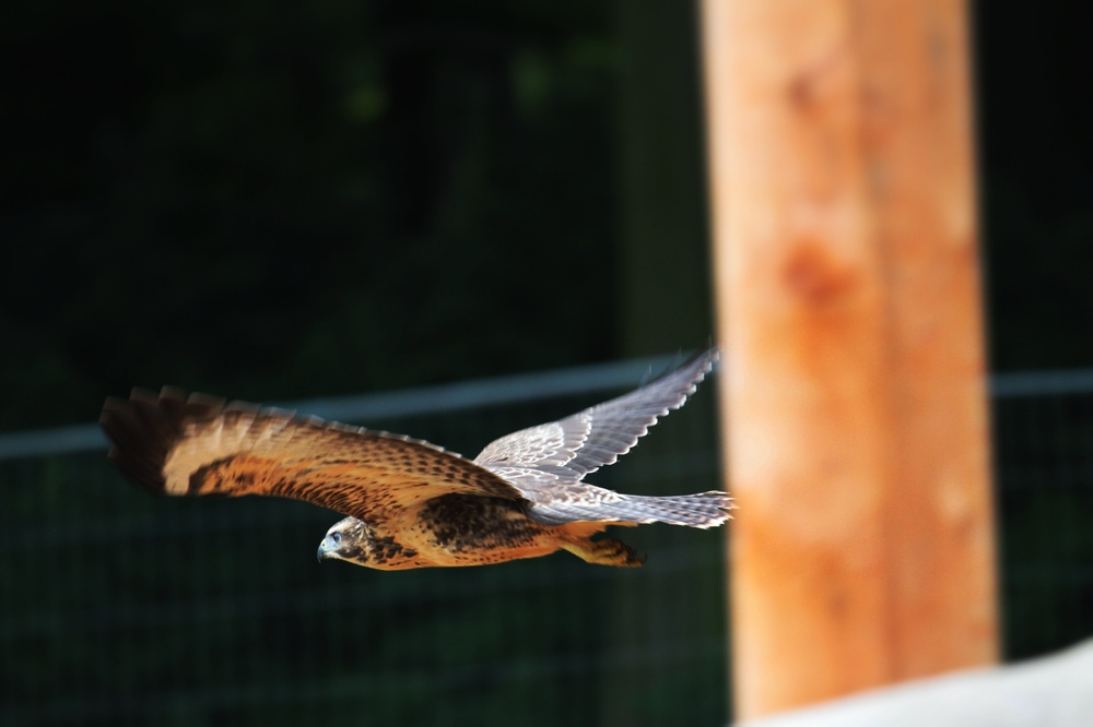 Bussard