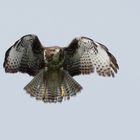 Bussard