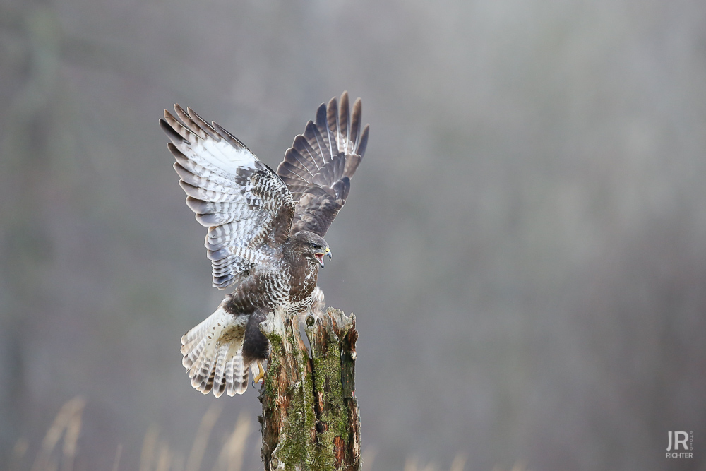 Bussard