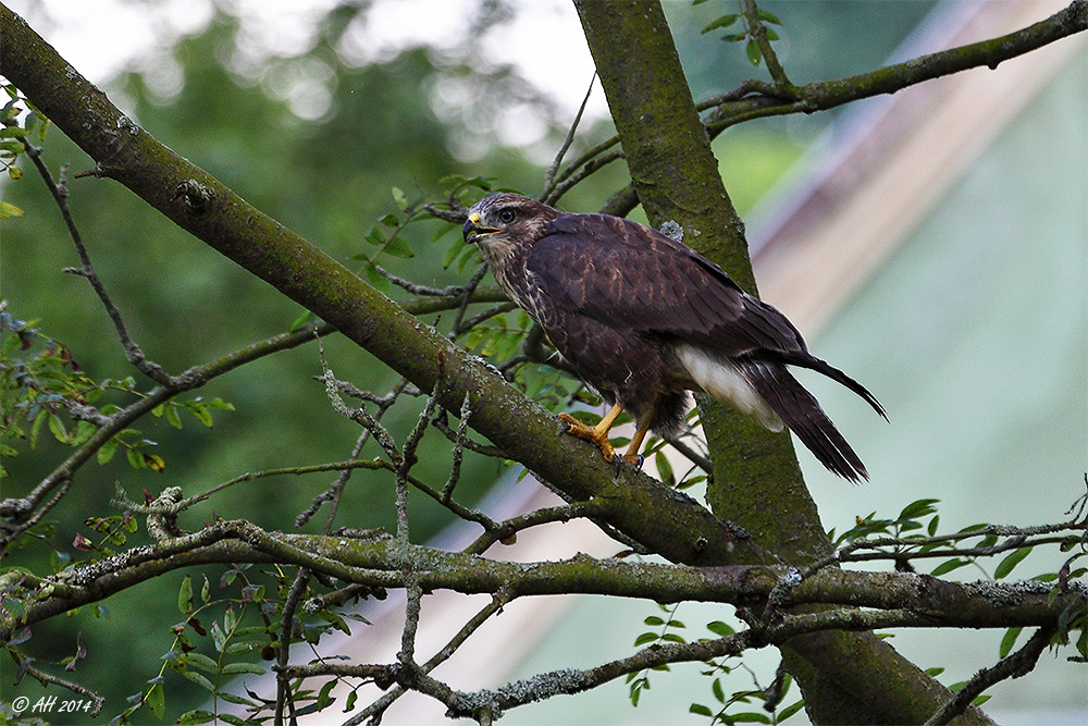 Bussard - 3