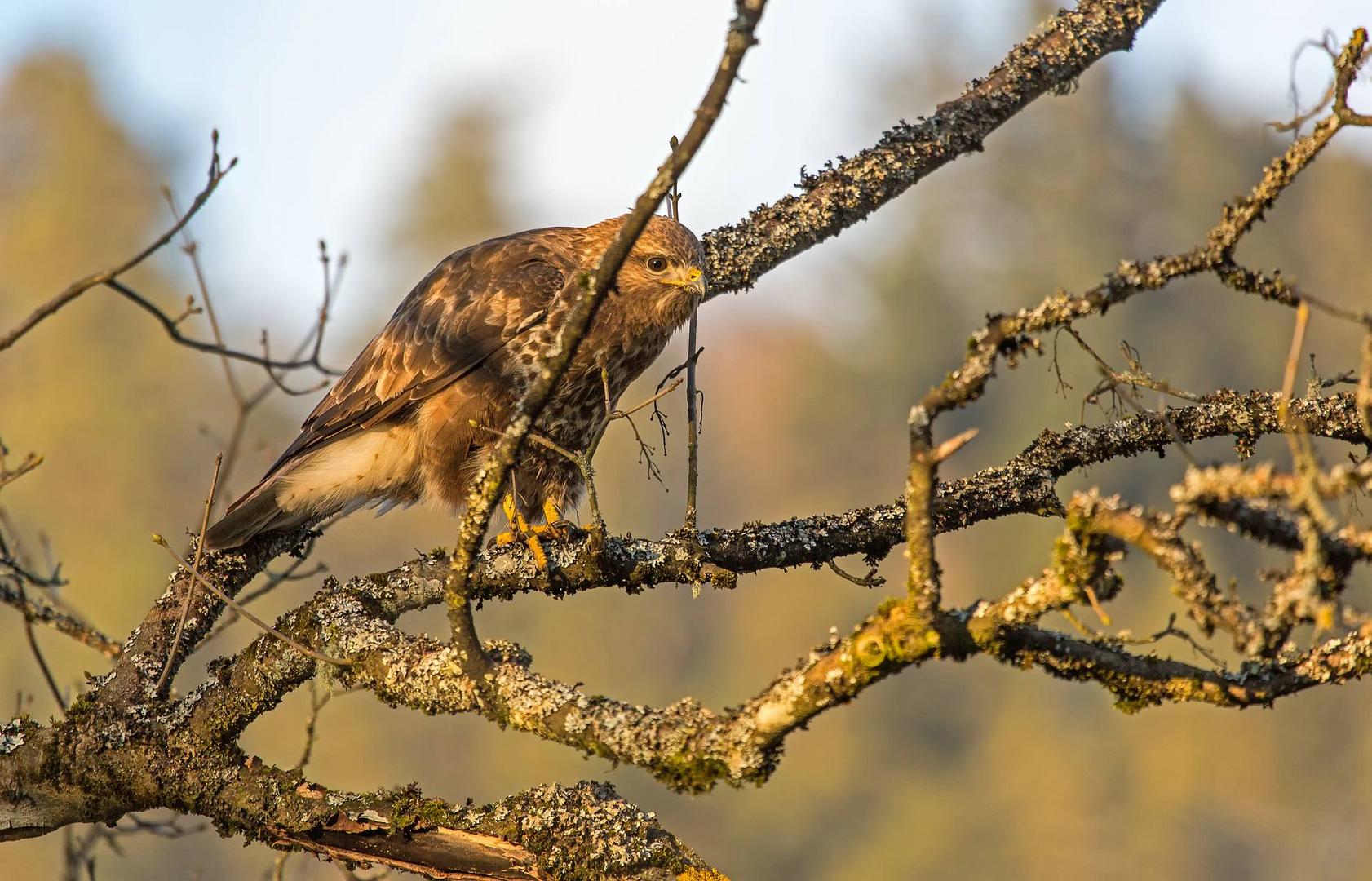 Bussard 3