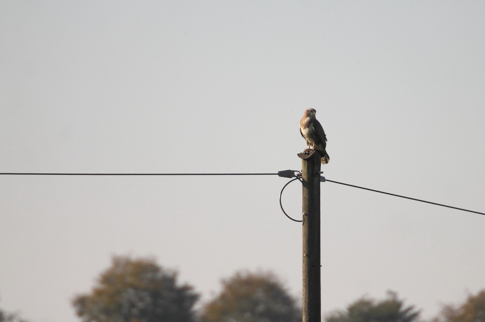 Bussard #3