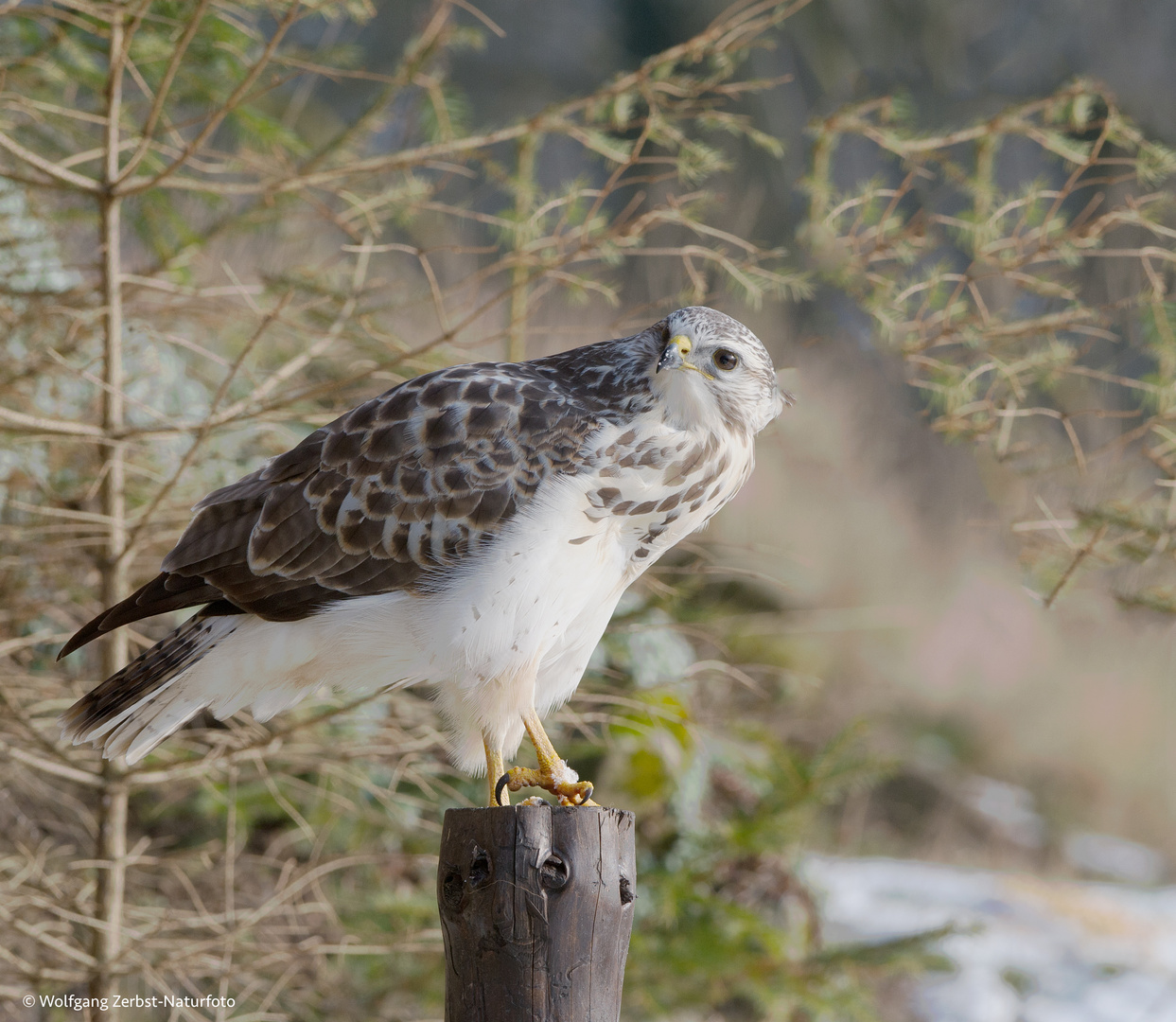 --- Bussard 3 ---   ( Buteo buteo )