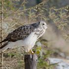 --- Bussard 3 ---   ( Buteo buteo )