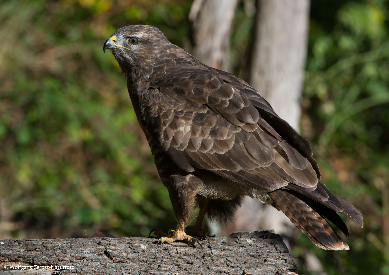 --- Bussard 3---  ( Buteo buteo )