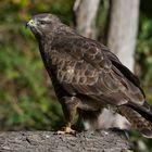 --- Bussard 3---  ( Buteo buteo )