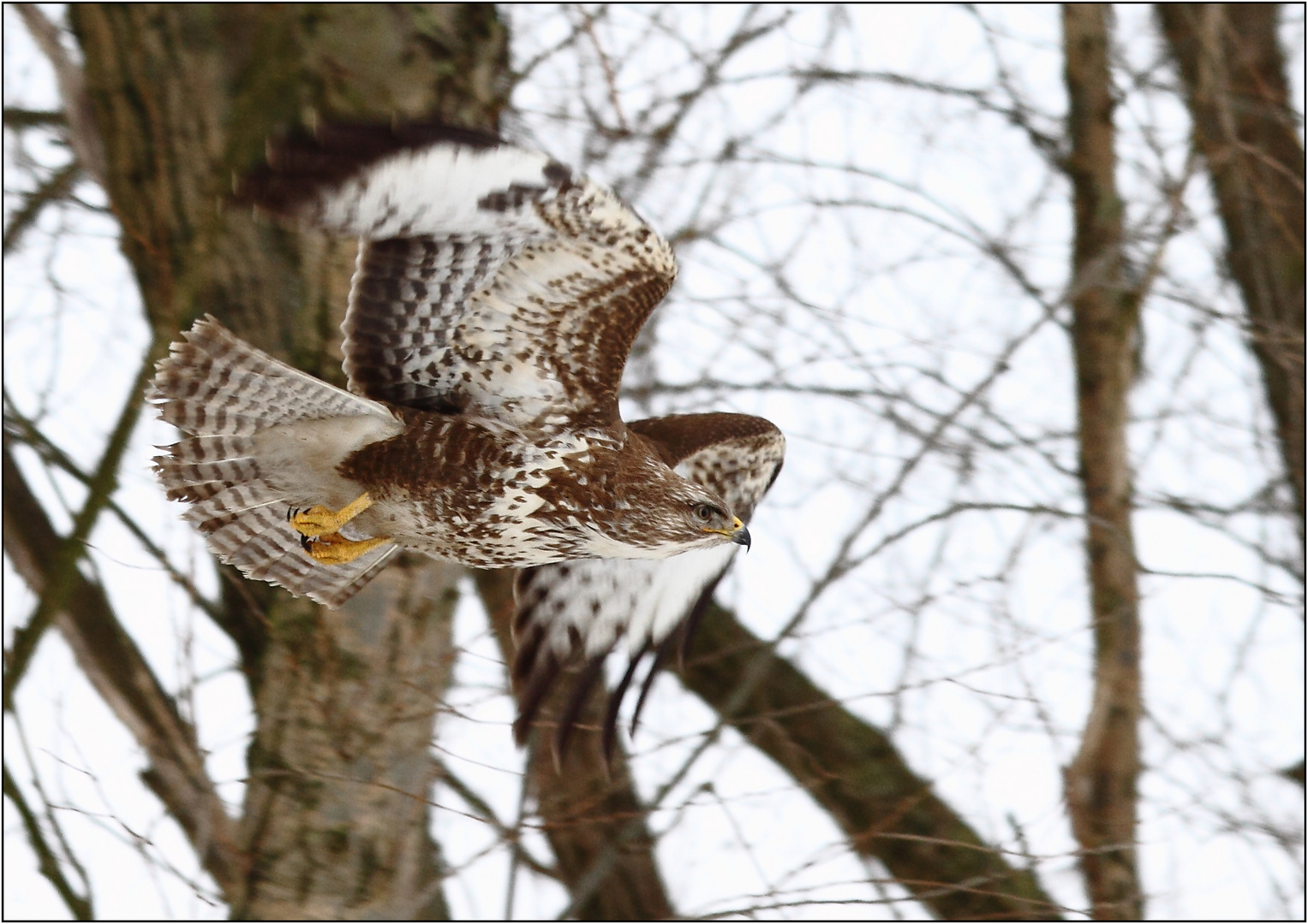 Bussard 3