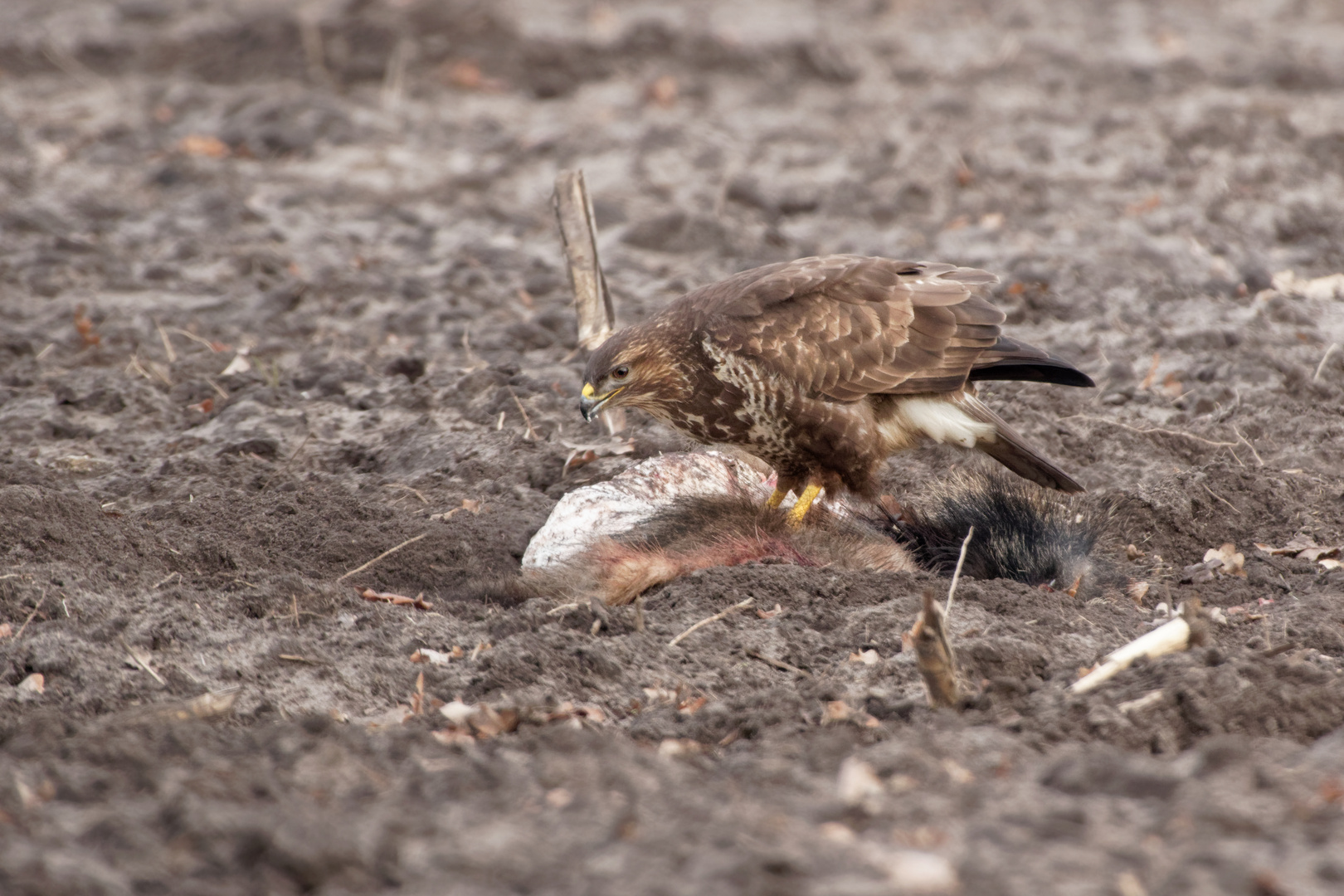 Bussard 