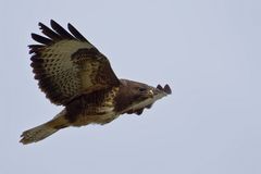 Bussard 3/10