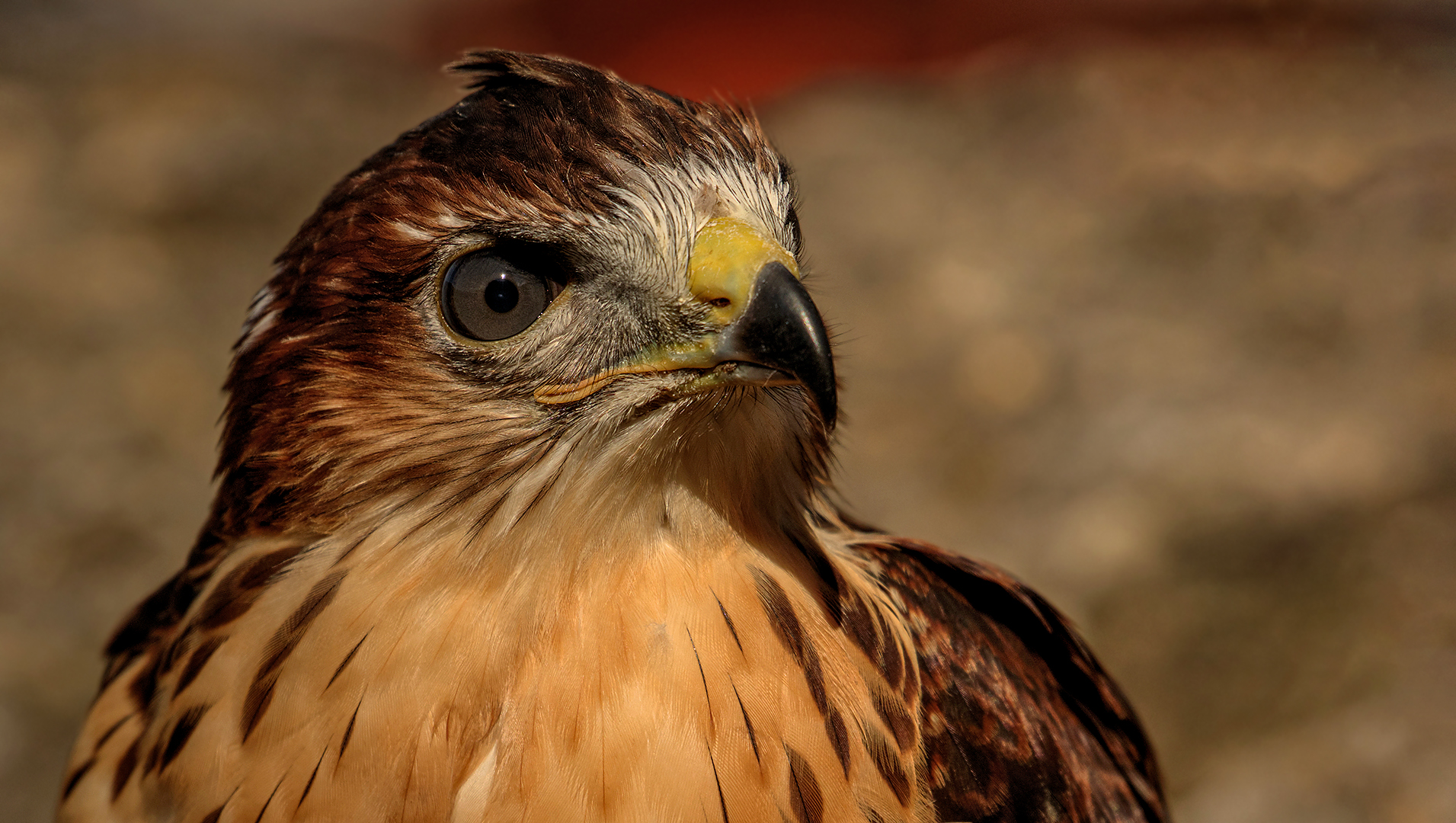 Bussard