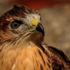 Bussard